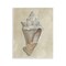 Stupell Industries Tan Toned Conch Shell Wall Plaque By Michael Willett